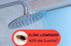 Flöhe unter der Dusche entfernen