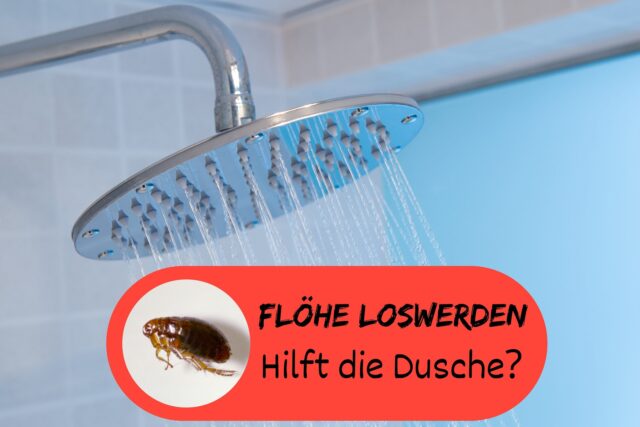 Flöhe unter der Dusche entfernen