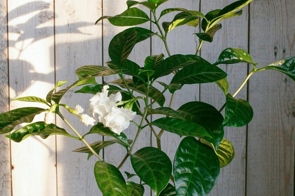 Gardenie (Gardenia jasminoides)