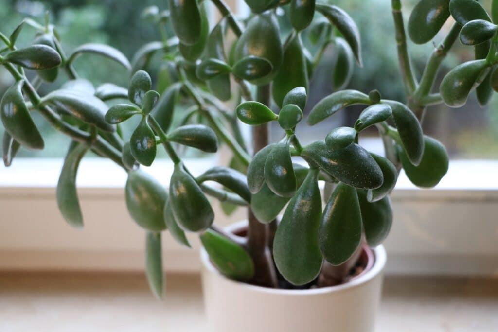 Geldbaum (Crassula ovata)