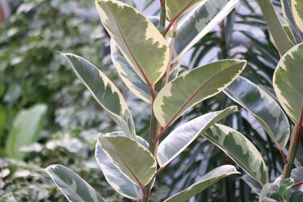 Gummibaum (Ficus elastica)