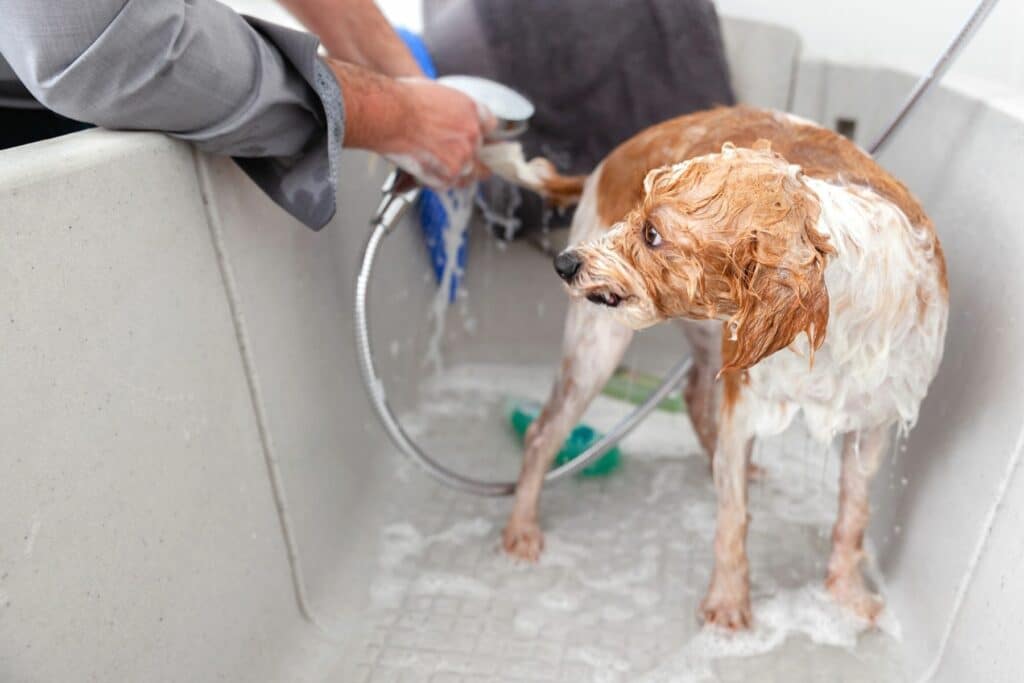 Hund in Wanne abduschen