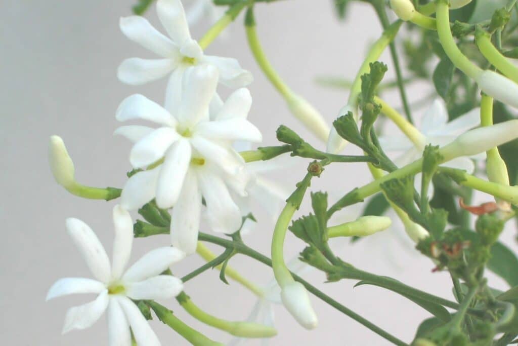 Jasmin (Jasminum)