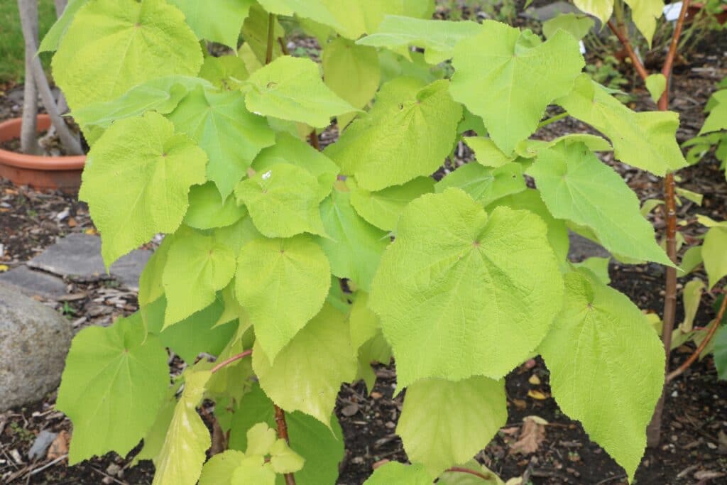 Kapländische Zimmerlinde (Sparmannia africana)