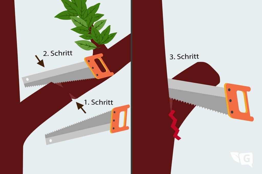 Äste am Kirschlorbeer schneiden (Grafik)