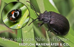 Kleine schwarze Käfer an Pflanzen