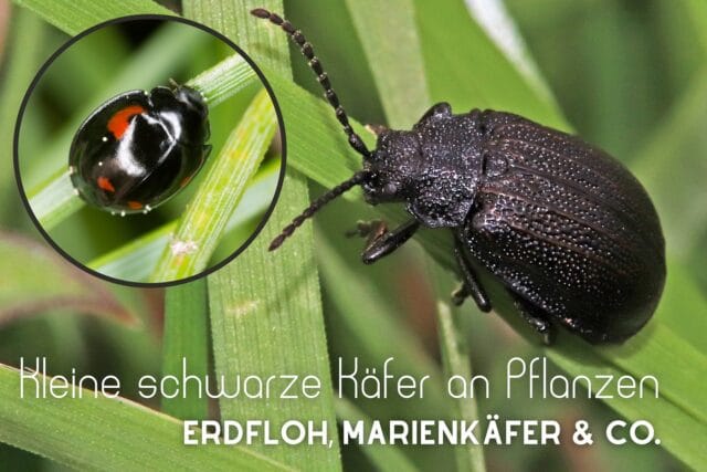 Kleine schwarze Käfer an Pflanzen: wer ist es? 