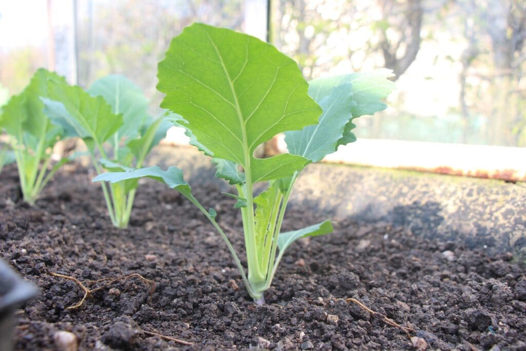 Junger Kohlrabi im Beet