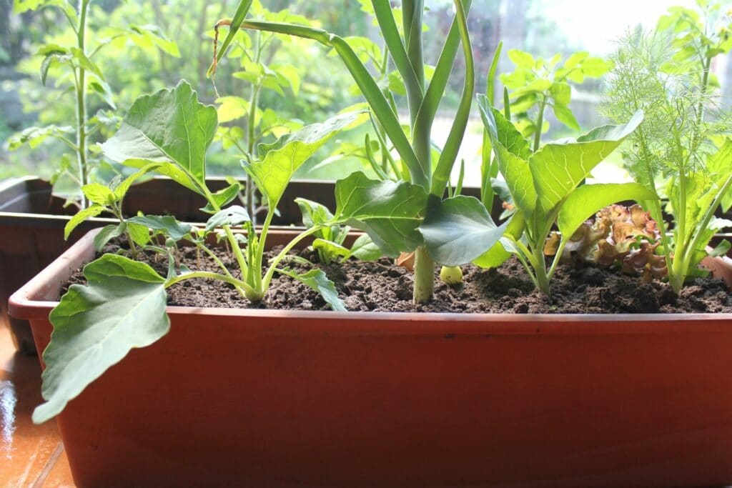 Kohlrabi auf dem Balkon