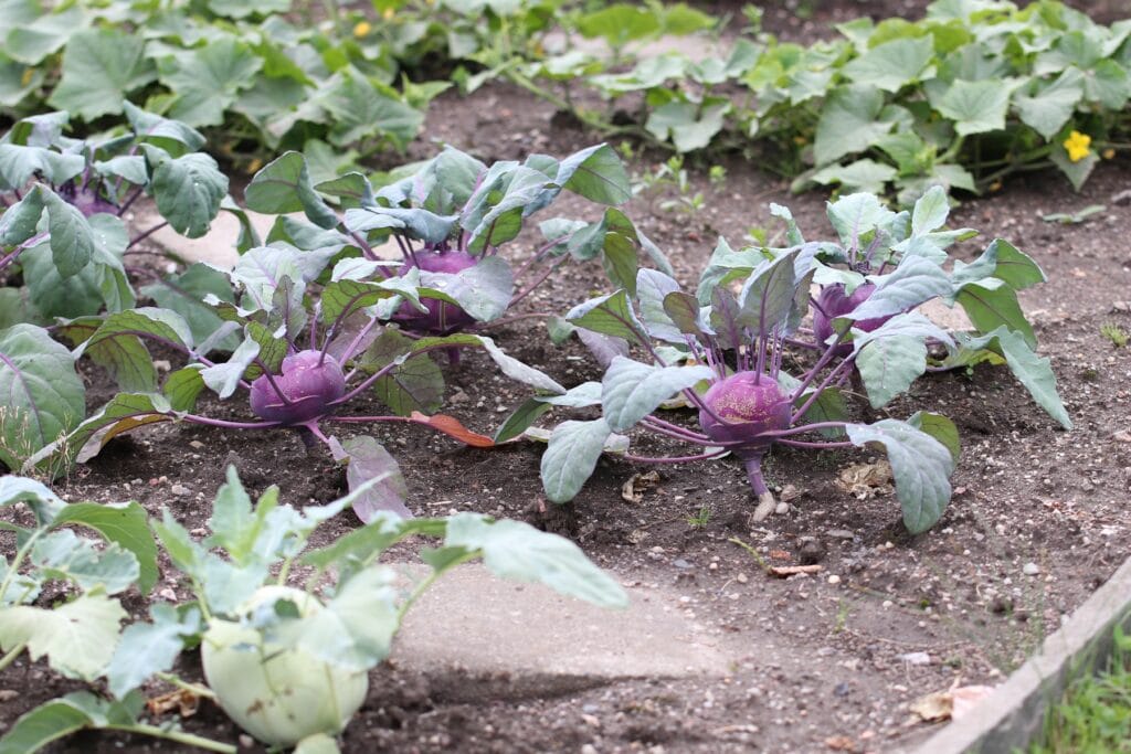 Kohlrabi im Beet