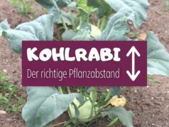 Kohlrabi Abstand im Beet