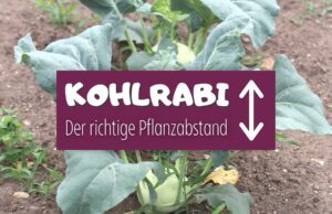 Kohlrabi Abstand im Beet