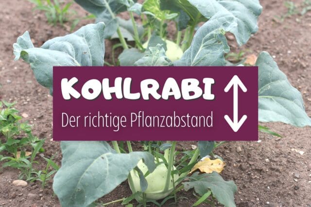 Kohlrabi Abstand im Beet