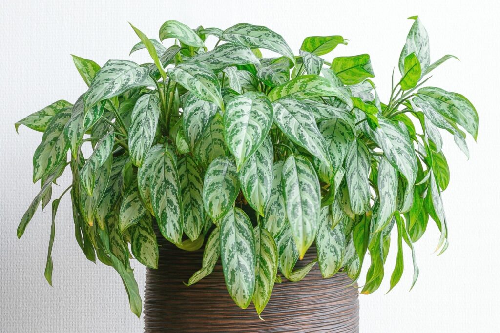 Kolbenfaden (Aglaonema commutatum 'Maria')