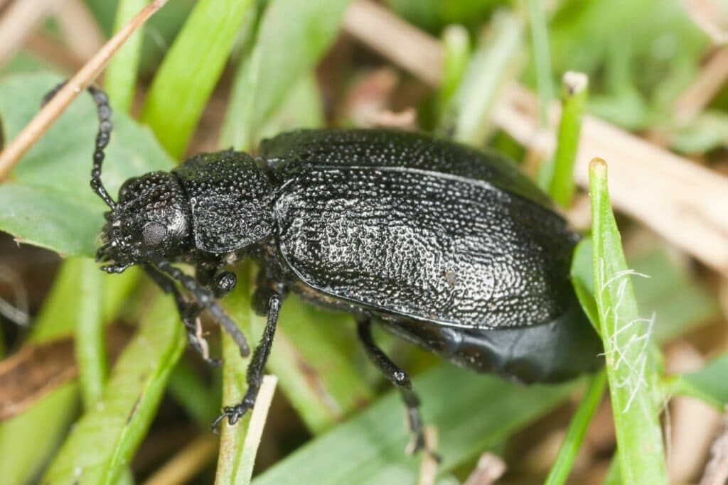 Rainfarn-Blattkäfer (Galeruca tanaceti)