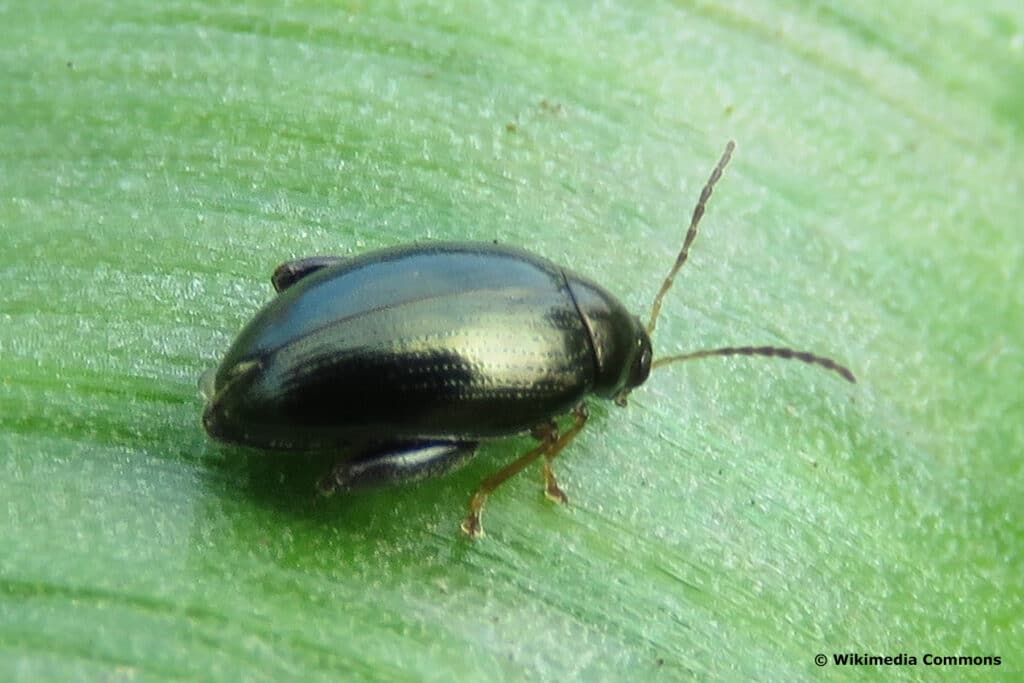 Rapserdfloh (Psylliodes chrysocephalus)