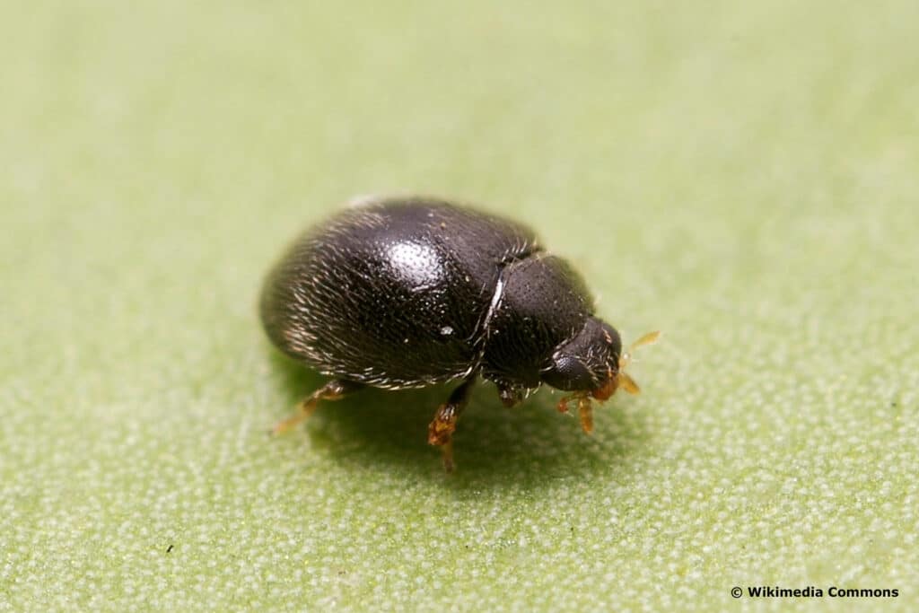 Schwarzer Kugelmarienkäfer (Stethorus punctillum)