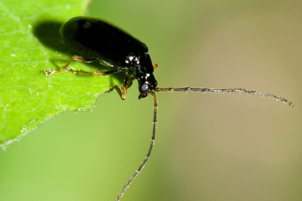 Schwarzhals-Moorblattkäfer (Luperus longicornis)