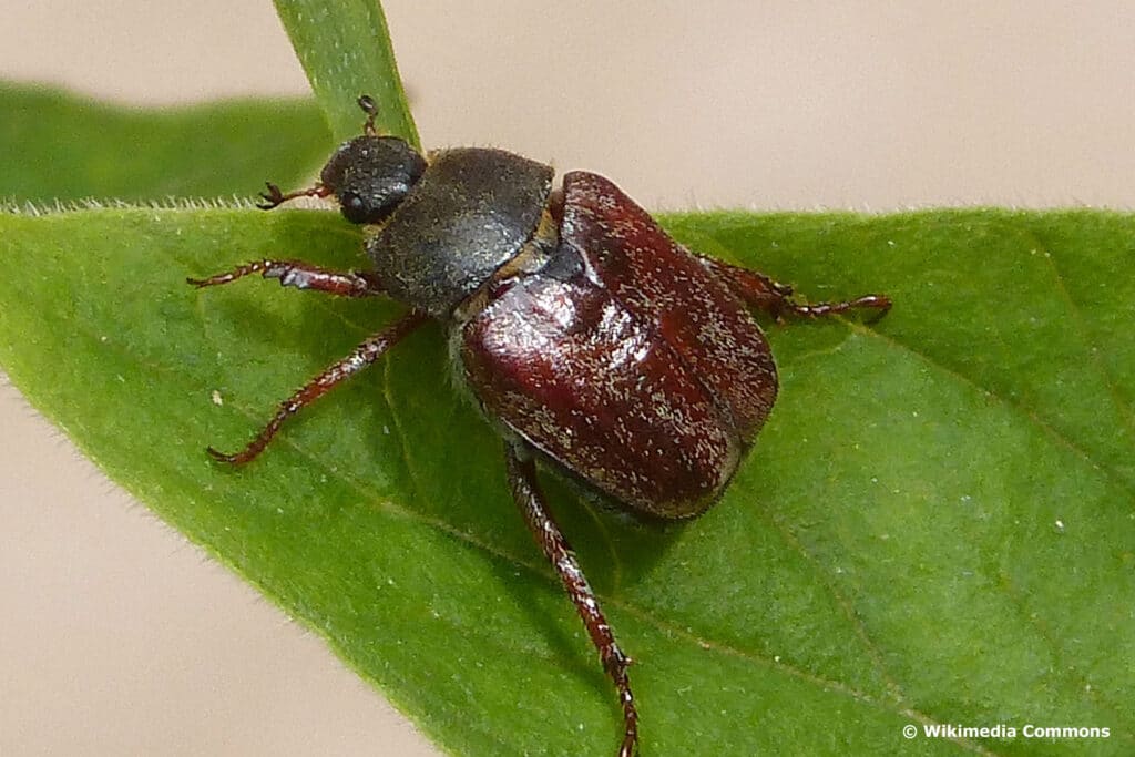 Silbriger Purzelkäfer (Hoplia philanthus)