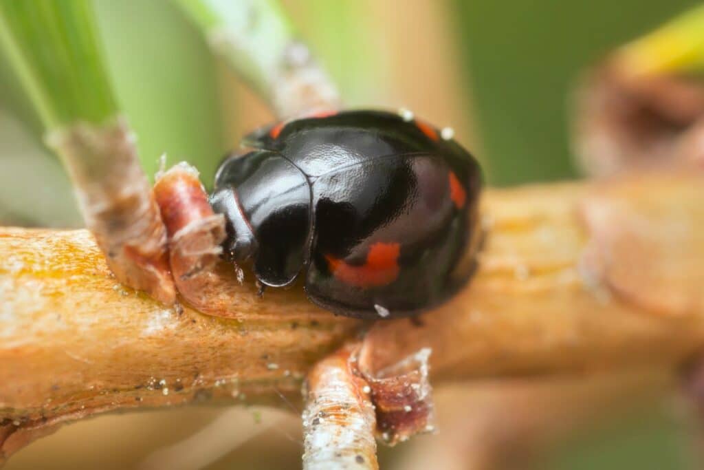 Vierfleckiger Kugelmarienkäfer (Exochomus quadripustulatus)