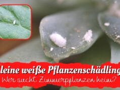 Weiße Schädlinge an Zimmerpflanzen