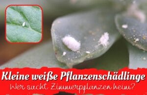 Weiße Schädlinge an Zimmerpflanzen