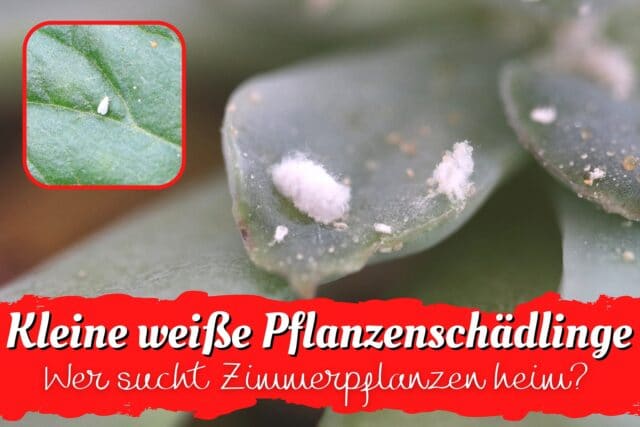 Weiße Schädlinge an Zimmerpflanzen