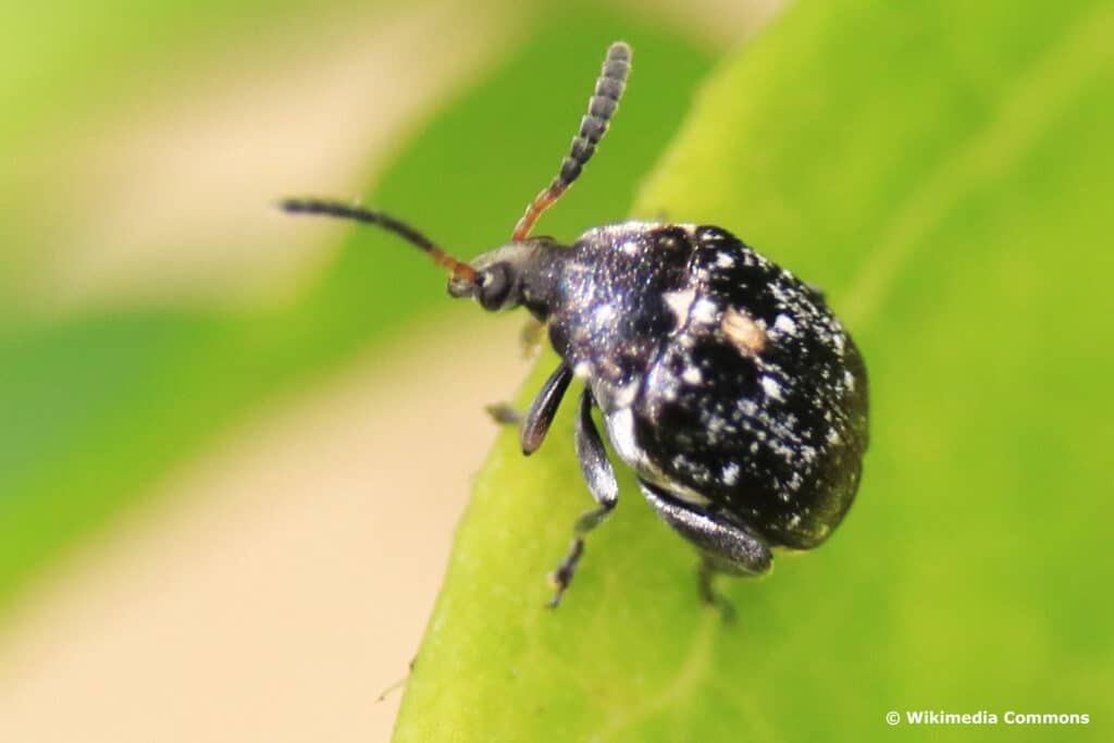 Wicksamenkäfer (Bruchus atomarius)