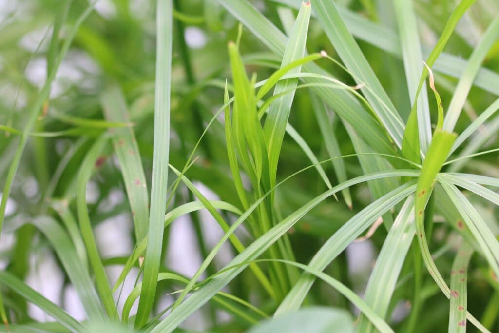 Zypergras (Cyperus alternifolius)