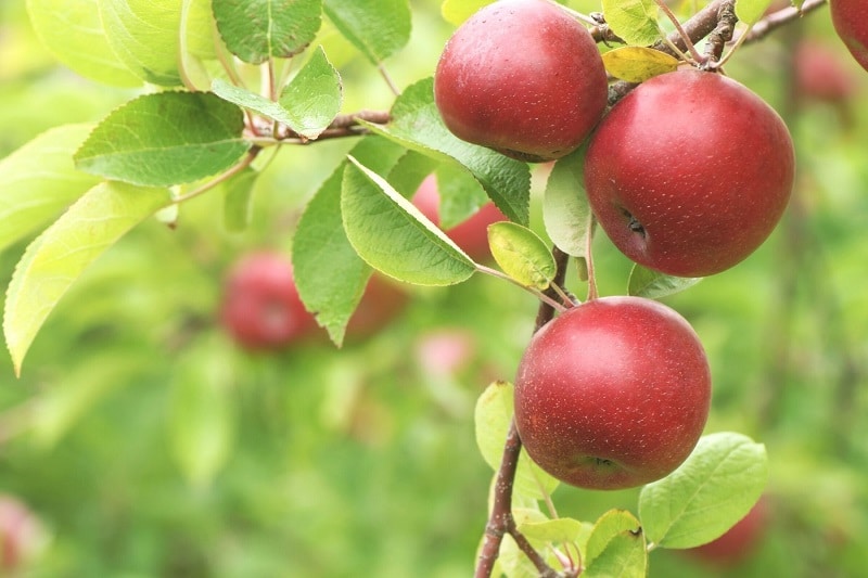 Vollreife rote Gloster-Äpfel