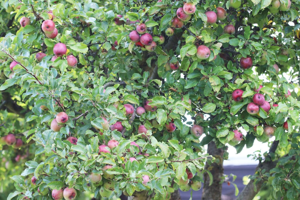 Apfelbaum im Garten