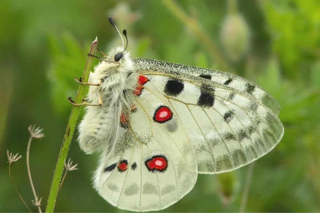 Apollofalter (Parnassius apollo)