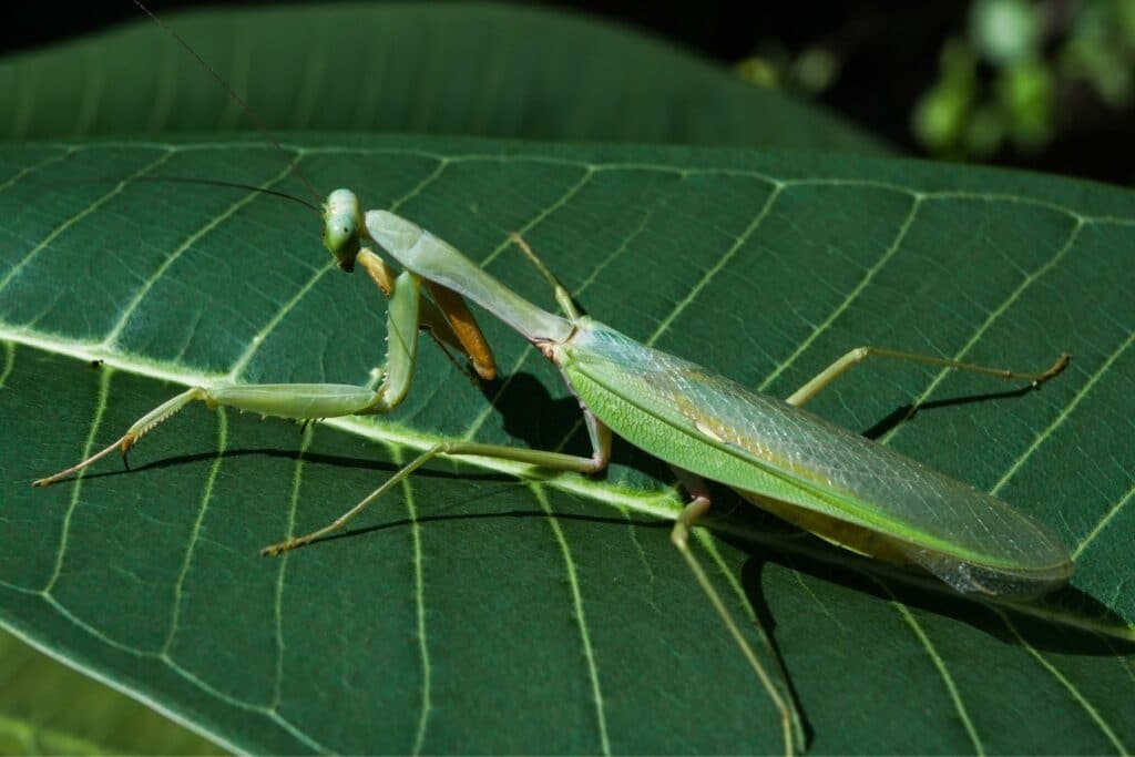 Europäische Gottesanbeterin (Mantis religiosa)