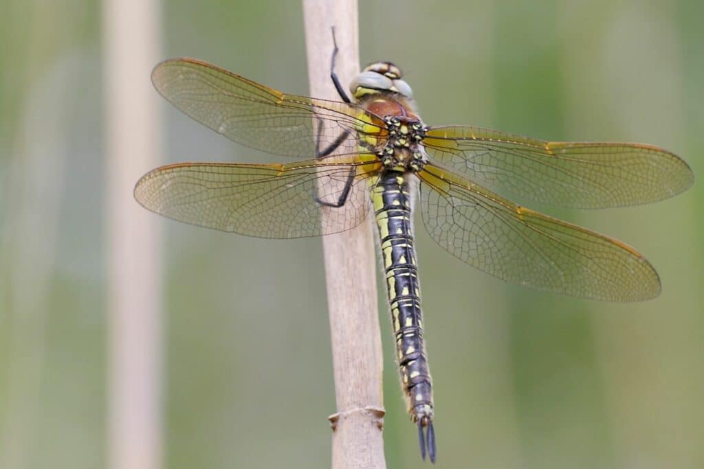 Früher Schilfjäger (Brachytron pratense)