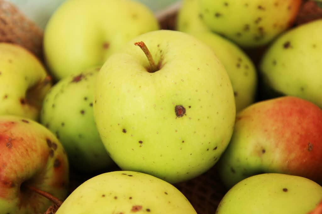 Süßer Apfel "Golden Delicious"