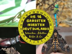 Größte Insekten Deutschlands - Gottesanbeterin, Königslibelle, Hirschkäfer und Totenkopfschwärmer