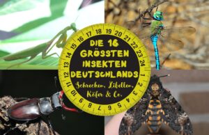 Größte Insekten Deutschlands - Gottesanbeterin, Königslibelle, Hirschkäfer und Totenkopfschwärmer