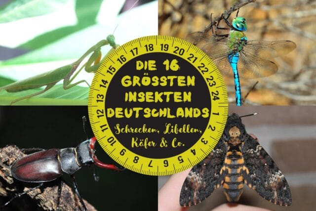 Größte Insekten Deutschlands - Gottesanbeterin, Königslibelle, Hirschkäfer und Totenkopfschwärmer