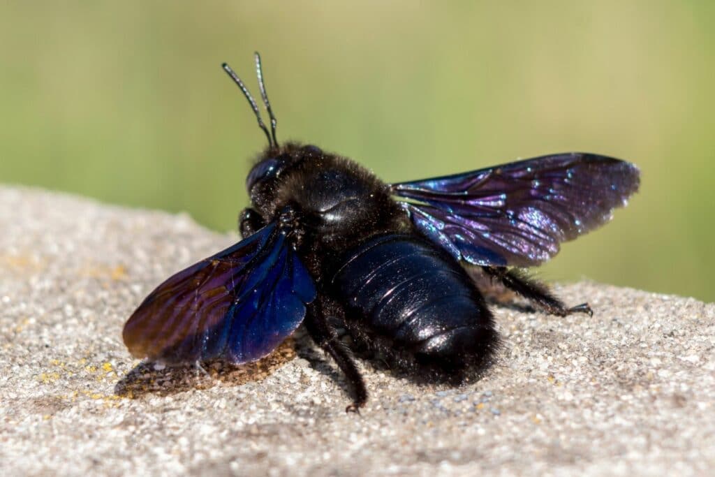 Große Holzbiene (Xylocopa violacea)