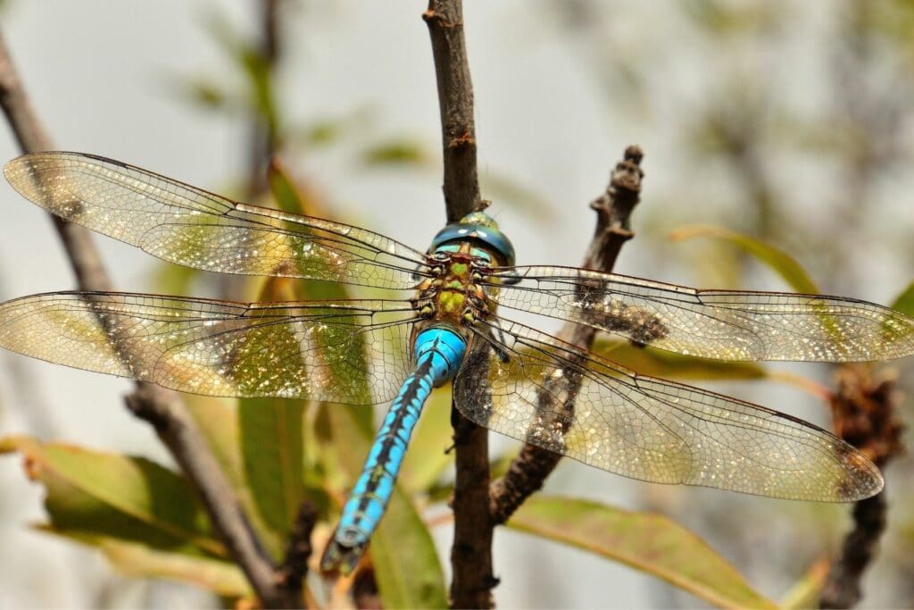 Große Königslibelle (Anax imperator)