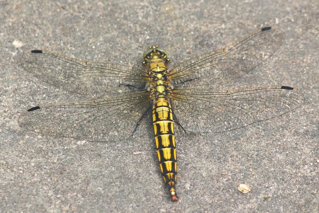 Großer Blaupfeil (Orthetrum cancellatum)