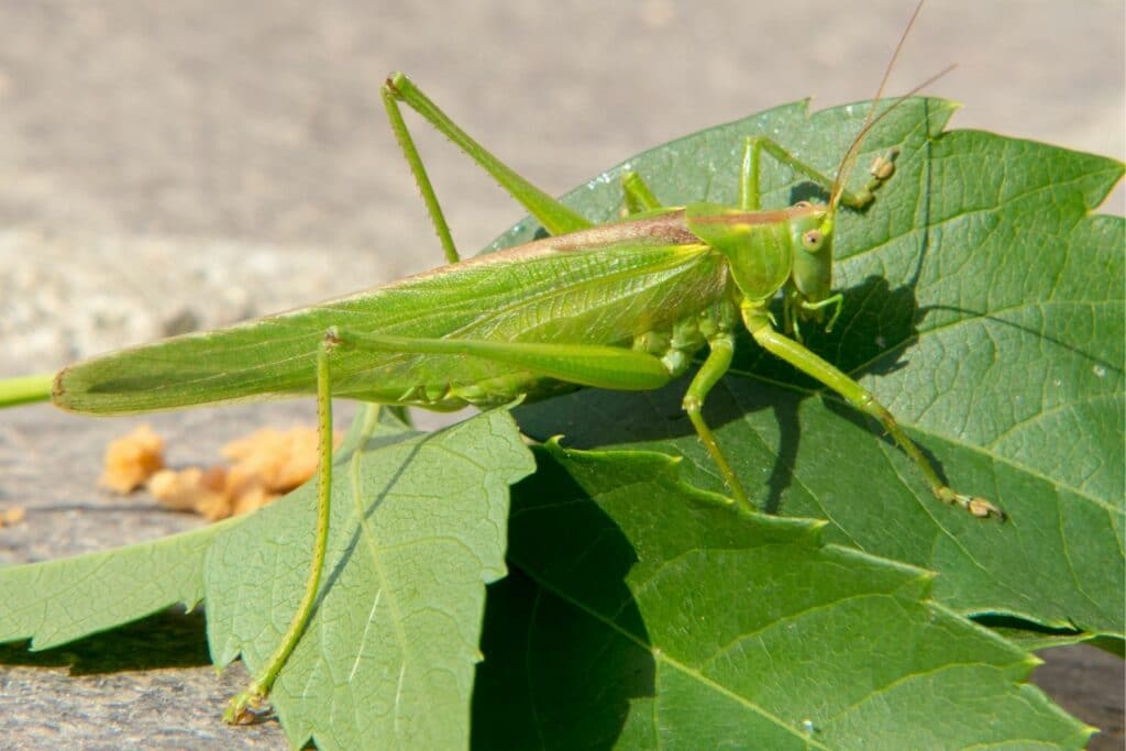 Grünes Heupferd (Tettigonia viridissima)