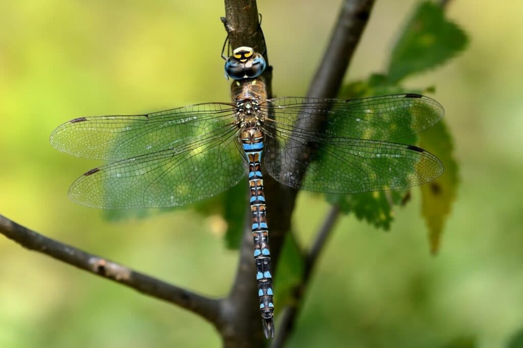 Herbst-Mosaikjungfer (Aeshna mixta)