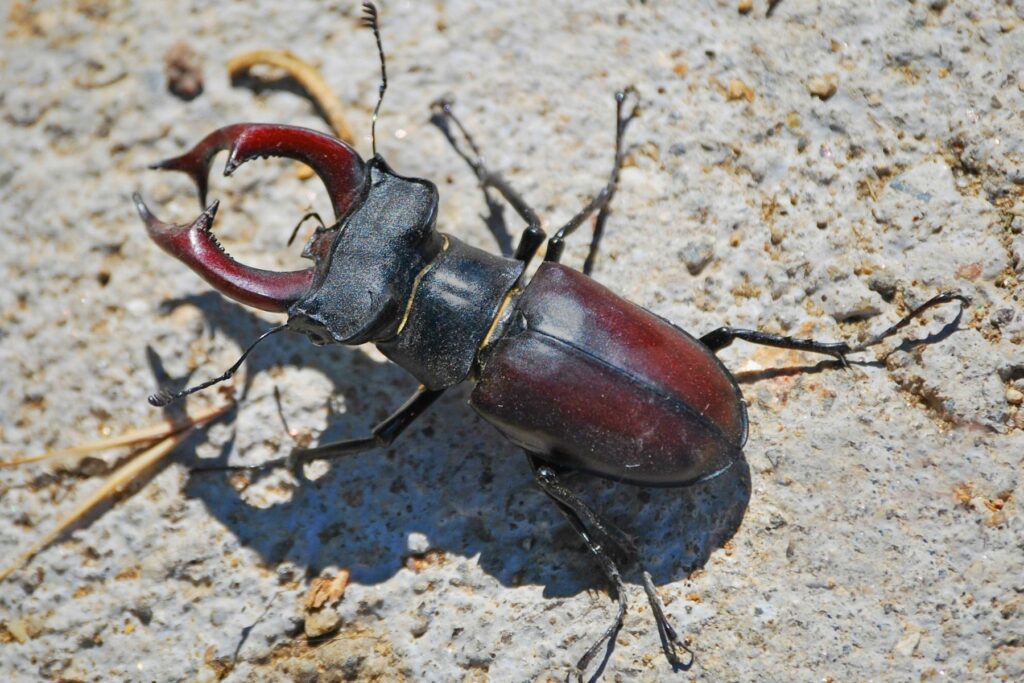 Hirschkäfer (Lucanus cervus)