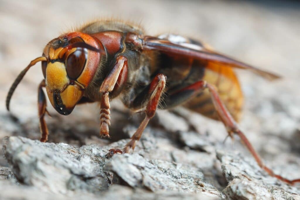 Hornisse (Vespa crabro)