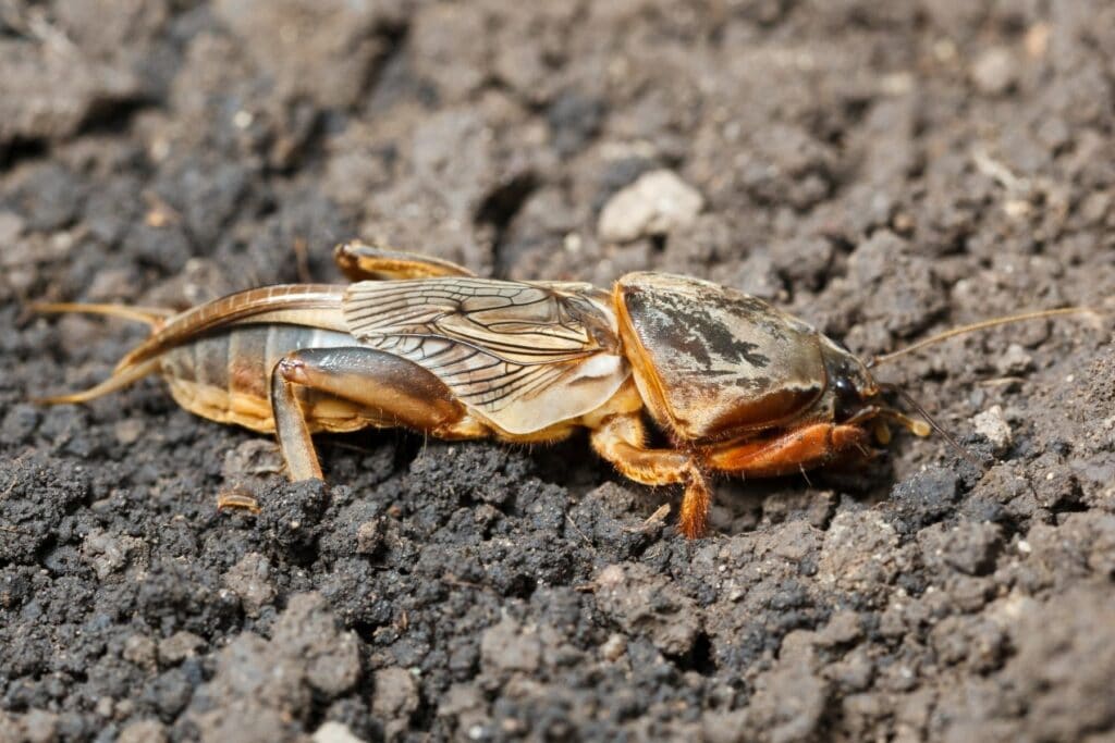 Gemeine Maulwurfsgrille (Gryllotalpa gryllotalpa)