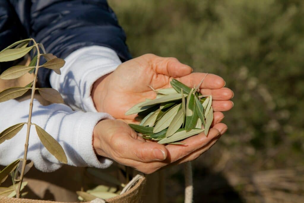 Olivenbaumblätter in Händen