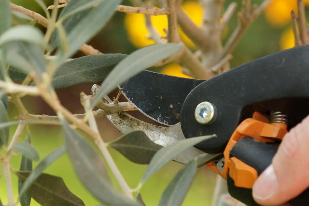 Olivenbaum mit Gartenschere schneiden