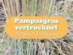 Pampasgras sieht vertrocknet aus