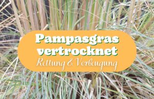 Pampasgras sieht vertrocknet aus